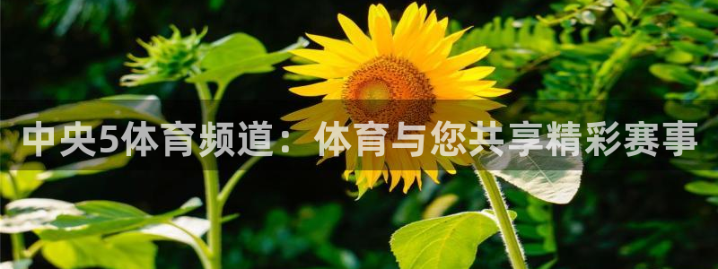 中央5体育频道：体育与您共享精彩赛事
