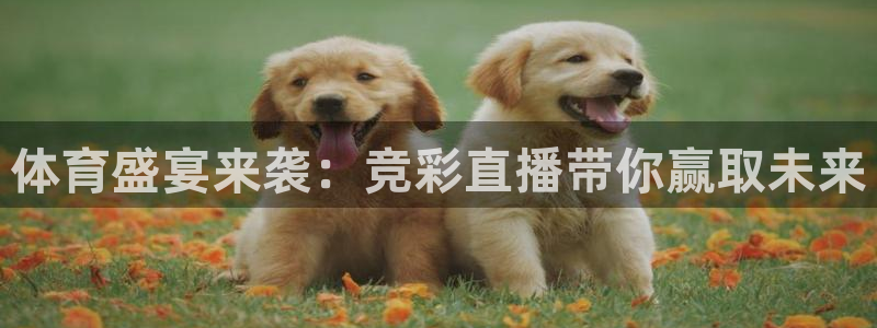 体育盛宴来袭：竞彩直播带你赢取未来